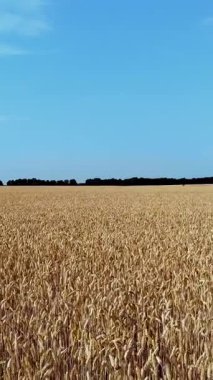 Aero, güzel altın buğday tarlası ufka kadar uzanıyor. Olgun dikenler rüzgarda sallanıyor. mavi bulutsuz gökyüzü.