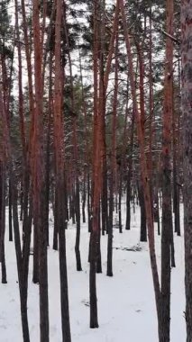 Kış ormanı Kış ağaçlarından çam ağaçları karla kaplandı. Resimli kış manzarası. Hava aracı videosu.
