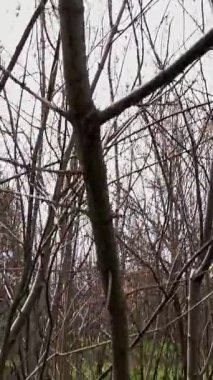 Ormandaki çöplük. Ekolojik bir sorun. Bahar ormanının ortasında yasadışı çöplük. Bir yığın plastik torba, yiyecek atıkları, çöpler, açık havaya atılmış. Çevre kirliliği. Ormanda depolama