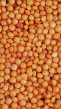 Mercimek. Yakın plan. Rotasyon yemeği. Çiğ, kırmızı mercimek tanecikleri dönüyor. Vejetaryen sağlıklı organik gıda