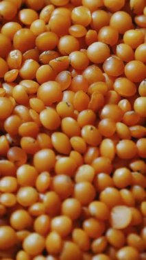 Mercimek. Yakın plan. Rotasyon yemeği. Çiğ, kırmızı mercimek tanecikleri dönüyor. Vejetaryen sağlıklı organik gıda