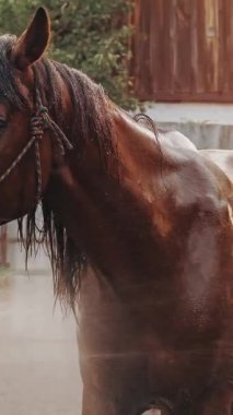 At bakımı. Kahverengi at gün batımında, yaz güneşinin altında, bir çiftlikte ya da çiftlikte sprey hortumla yıkanıyor. Atı yıkama işlemi