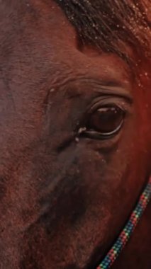 At gözleri. Yakın plan. At yelesi küçük su damlalarıyla kaplıdır. Gün batımında güzel at yüzlü, arka planda.