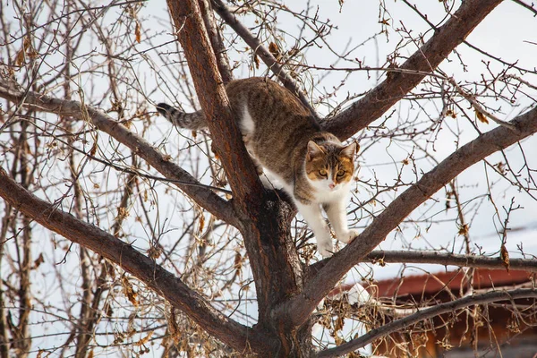A tabby cat climbing a tree comes down from the tree. Worried cat with eyes open. The animal that makes a plan. The cat is jumping from the tree.