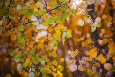 Sarı ağaçlar ve güneşli güzel sonbahar manzarası. Doğada renkli yapraklar. Güneşin ışığında parlayan yapraklar doğal arka plan.