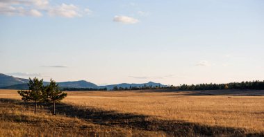 Yellow hills and a mountain range in the distance. Coniferous trees and shadows from the setting sun. Natural sunset light. Autumn, seasons, environment.