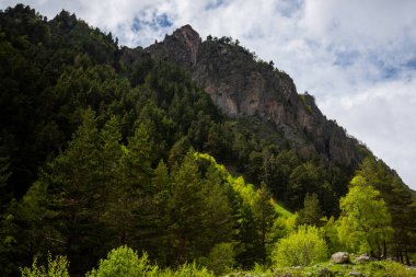 Coniferous and deciduous forest and mountain landscapes. Summer greenery. Gorgeous view of the mountain range and beautiful blue sky background. Wild virgin nature.