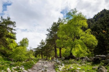 The hiking trail through coniferous and deciduous forest and mountain landscapes. Summer greenery. Gorgeous view of the mountain range and beautiful blue sky background. Wild virgin nature.