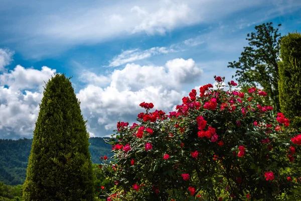 Rose garden. Beautiful landscape with roses and cypresses. Beautiful blue sky with fluffy clouds in the background.