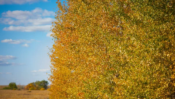 Amazing autumn scenery in natural environment. Colorful autumn trees in sunny bright day. Beautiful autumn landscape with yellow trees on the blue sky background. Scenery colored nature.