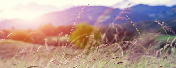Grass swaying in the wind. Rural landscape sunset. Hills with forest and meadows. Sunrise with mountains grass meadows. Soft focus.