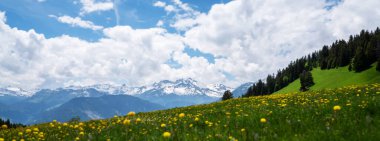 Çiçekli çayır ve dağlı bahar manzarası. Bahar mevsiminde güneşli bir günde yemyeşil çayırlar açan Alpler 'in panoramik manzarası..