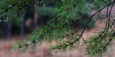 Spruce şubesi. İğneli ladin çok güzel bir dalı. Doğadaki Noel ağacı. Evergreen. Spruce yaklaş. Doğal yeşil kozalaklı arkaplan dokusu. Seçici odak.