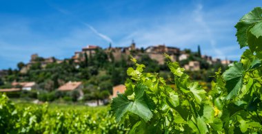 Şarap yolu boyunca üzüm bağları, üzüm bağları. Gordes, Vaucluse, Provence, Fransa ve Avrupa 'daki köy, üzüm bağları ve kırsal alanlar. Ünlü Cotes du Rhone Turist Yolu.