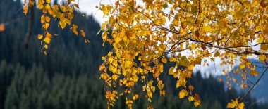 Beautiful autumn landscape with yellow trees. Colorful foliage in nature.