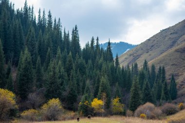 Çin 'in Xinjiang Uygur Özerk Bölgesi' nde Jiang Fren 'in sonbahar manzarası. Güzel turistik olmayan rotalar. Yeni yerler keşfediliyor.