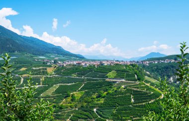 Val di Non 'un yaz sezonundaki panoramik manzarası. Güney Tyrol, İtalya 'nın Trentino-Alto Adige bölgesindeki üzüm bağları ve elma bahçesi manzarası. Arka planda güzel küçük bir Alp köyü.