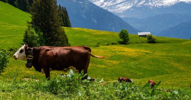 Kahverengi dağ inekleri yazın Bernese Alpleri 'nde bir çayırda otluyor. Grindelwald, İsviçre. Arka planda yeşil bir çayır ve bazı yüksek dağlar var..
