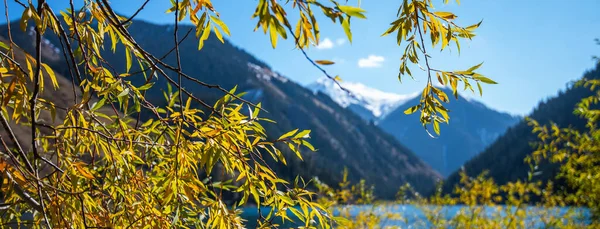 Прекрасний Осінній Пейзаж Жовтими Деревами Барвисте Листя Природі — стокове фото