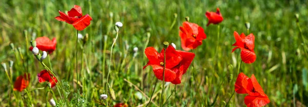Beaux Coquelicots Rouges Dans Herbe Verte Fleur Pavot Fleurissant Sur — Photo