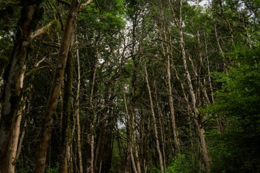 A tropical forest. Green trees in the tropical jungle. Rainforests in Thailand.