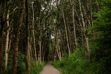 A tropical forest. Green trees in the tropical jungle. Rainforests in Thailand.