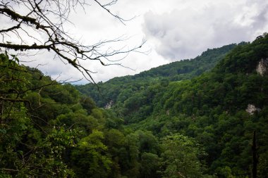 A tropical forest. Green trees in the tropical jungle. Rainforests in Thailand.
