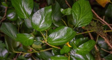 Green leaves pattern background, natural background. Tropical leaves, abstract green leaves texture, nature background.