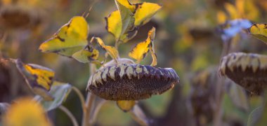 The field of matured sunflower. Golden sunflower field, during sunset in sun rays.