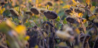 The field of matured sunflower. Golden sunflower field, during sunset in sun rays.