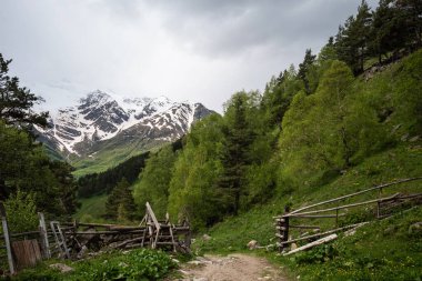 Landscape of a snow-covered mountain range in the background. View of the green slopes of the mountains overgrown with large trees. Bright green foliage of trees.