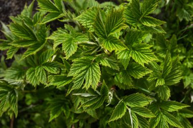 Green leaves pattern background, natural background. Tropical leaves, abstract green leaves texture, nature background.