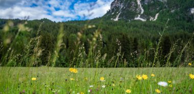 Scenic view of idyllic mountain scenery in the Alps with fresh green meadows blooming on a beautiful sunny spring day.