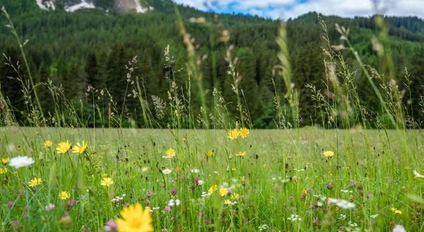 Scenic view of idyllic mountain scenery in the Alps with fresh green meadows blooming on a beautiful sunny spring day.