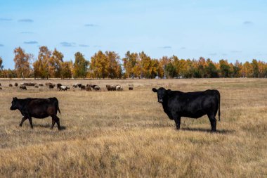 Sonbahar tarlasında otlayan inekler..