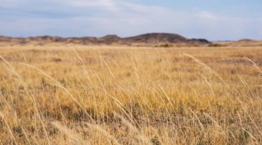 Rüzgarda sallanan uzun otların seçici odağı. Altın ot. İnanılmaz bulutlu gökyüzü ile güzel savannah manzarası. Çayırların geniş manzarası sonbahar çayırları ve arka planda dağlarla.