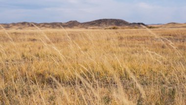 Rüzgarda sallanan uzun otların seçici odağı. Altın ot. İnanılmaz bulutlu gökyüzü ile güzel savannah manzarası. Çayırların geniş manzarası sonbahar çayırları ve arka planda dağlarla.