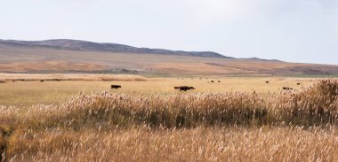 Rüzgarda sallanan uzun otların seçici odağı. Altın ot. İnanılmaz bulutlu gökyüzü ile güzel savannah manzarası. Çayırların geniş manzarası sonbahar çayırları ve arka planda dağlarla.