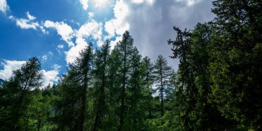  Alpler 'in manzarası. Karla kaplı dağ tepeleri ve güzel çayırlar. Özgürlük, turizm, seyahat. Arka planda beyaz bulutlar ve mavi gökyüzünün zirveleri. Yamaçlarda yeşil tepeler ve sık ormanlar.