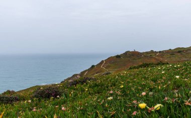 Portekiz 'de Cabo da Roca' daki deniz fenerinin yakınındaki Atlantik sahili manzarası. Avrupa 'nın en batı noktası. Çiçekli bahar kıyı bitkileri.