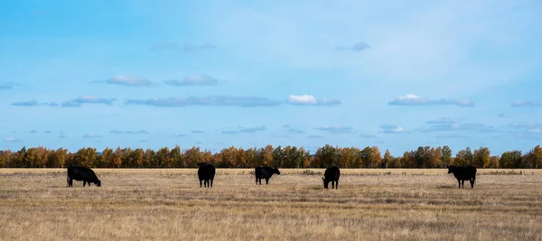 Weidende Kühe Auf Einem Herbstlichen Feld — Stockfoto