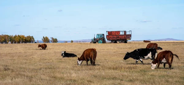 Vacas Raivosas Campo Outono — Fotografia de Stock