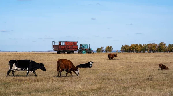Vacas Raivosas Campo Outono — Fotografia de Stock