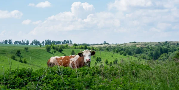 一头奶牛在夏天的草地上 绿地蓝天的乡村风景 — 图库照片