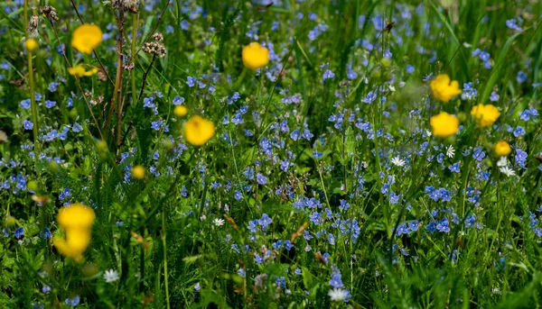 Blumen Einem Wald Wilde Frühlingsblumen Den Bergen Der Natur Natürliche — Stockfoto