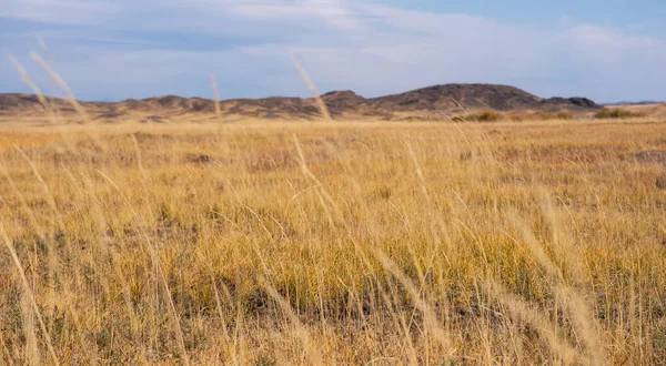 高草的选择性焦点在风中摇曳 金黄色的草美丽的草原风景 多云的天空令人惊奇 广袤的草原全景 背景是秋天的草场和山脉 — 图库照片