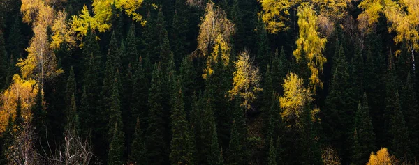 Colinas Árvores Vermelhas Alaranjadas Amarelas Coloridas Uma Floresta Conífera Mista — Fotografia de Stock