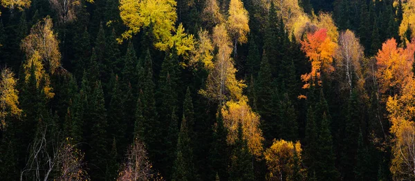Nézd Meg Sűrű Fenyőerdő Lombkoronák Zöld Lucfenyő Fák Színes Sárga — Stock Fotó