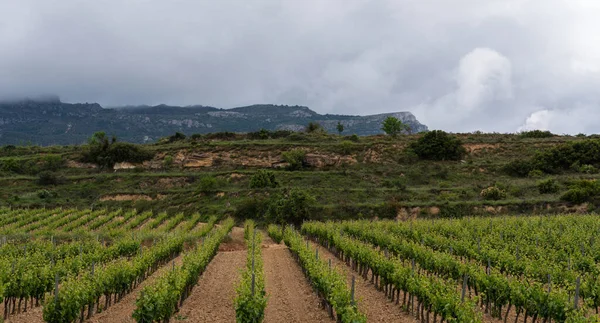 Vinhedo Rioja Com Nuvens Trovão Sobre Montanhas Fundo Espanha — Fotografia de Stock