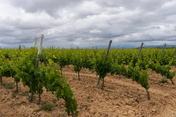 Vinodling San Vicente Soncierra Rioja Spanien — Stockfoto